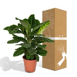 Calathea Zebrina - Pauwenplant (8720634284004)