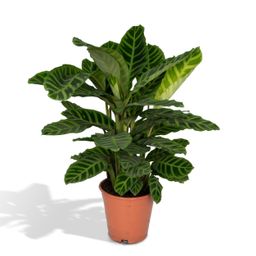 Calathea Zebrina - Pauwenplant (8720634284004)