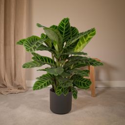 Calathea Zebrina - Pauwenplant (8720634284004)