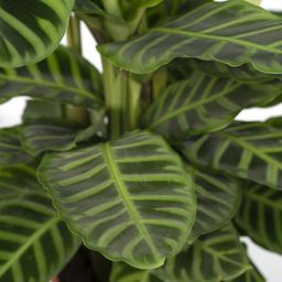 Calathea Zebrina - Pauwenplant (8720634284004)