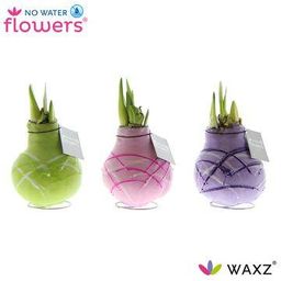 No Water Flowers Waxz Art Monet - 3 stuks - Ø7 cm (26984)