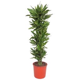 Dracaena Golden Coast - 200 cm - ø34 (8721055690160)