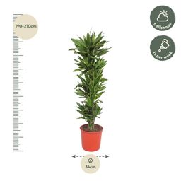 Dracaena Golden Coast - 200 cm - ø34 (8721055690160)