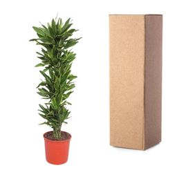 Dracaena Golden Coast - 200 cm - ø34 (8721055690160)