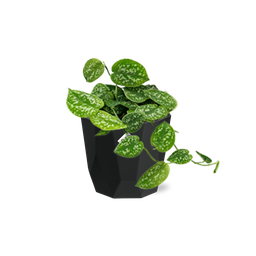 Scindapsus Pictus ‘Argyraeus’ in 14cm b.for rock living black (21646)