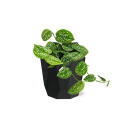 Scindapsus Pictus ‘Argyraeus’ in 14cm b.for rock living black (21646)