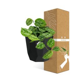 Scindapsus Pictus ‘Argyraeus’ in 14cm b.for rock living black (21646)