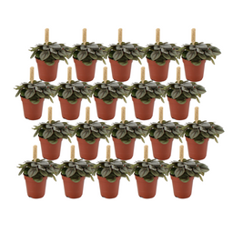 Peperomia Milano - 20 stuks (23400)