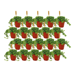 Pilea Depressa - 20 stuks (23408)