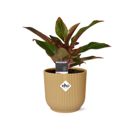Aglaonema Crete in ELHO Vibes Fold 14cm geel (21697)