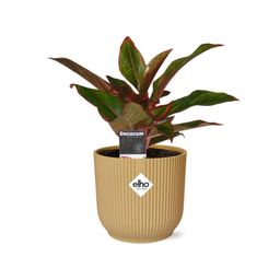 Aglaonema Crete in ELHO Vibes Fold 14cm geel (21697)