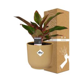 Aglaonema Crete in ELHO Vibes Fold 14cm geel (21697)