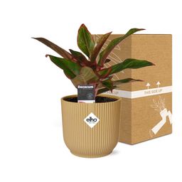 Aglaonema Crete in ELHO Vibes Fold 14cm geel (21697)