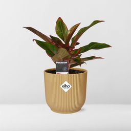 Aglaonema Crete in ELHO Vibes Fold 14cm geel (21697)