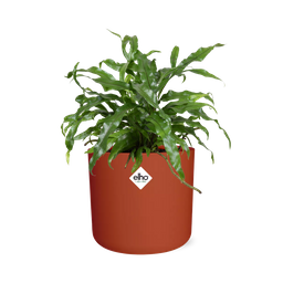 Microsorum Diversifolium in ELHO b.for soft rond 14cm brique (21783)