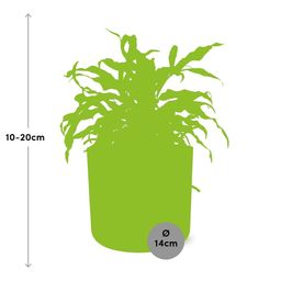 Microsorum Diversifolium in ELHO b.for soft rond 14cm brique (21783)