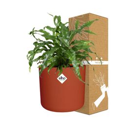 Microsorum Diversifolium in ELHO b.for soft rond 14cm brique (21783)