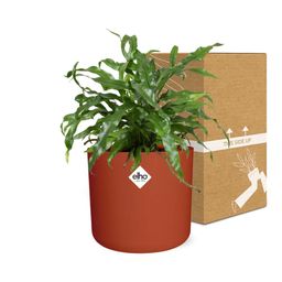 Microsorum Diversifolium in ELHO b.for soft rond 14cm brique (21783)