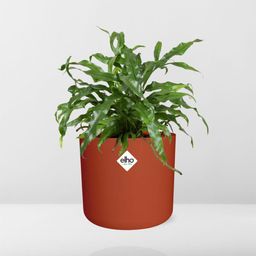 Microsorum Diversifolium in ELHO b.for soft rond 14cm brique (21783)