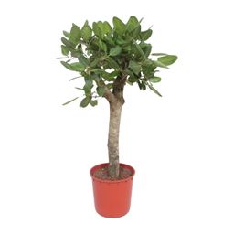 Ficus Benghalensis boom - 150 cm - ø30 (8721055690719)