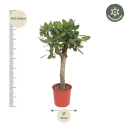 Ficus Benghalensis boom - 150 cm - ø30 (8721055690719)