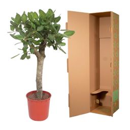 Ficus Benghalensis boom - 150 cm - ø30 (8721055690719)