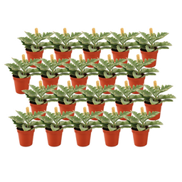 Kalanchoe Beharensis - 20 stuks (23392)