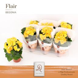 Begonia Nadine P14 Dolc'Amore® Flair (28876)