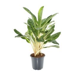 Aglaonema Keylime (16352)