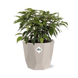 Ficus Benjamina Kinky in ELHO b.for rock 14 cm warm grey (21774)