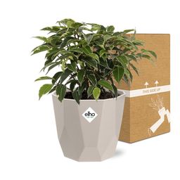 Ficus Benjamina Kinky in ELHO b.for rock 14 cm warm grey (21774)