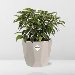 Ficus Benjamina Kinky in ELHO b.for rock 14 cm warm grey (21774)