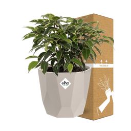 Ficus Benjamina Kinky in ELHO b.for rock 14 cm warm grey (21774)