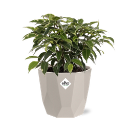 Ficus Benjamina Kinky in ELHO b.for rock 14 cm warm grey (21774)