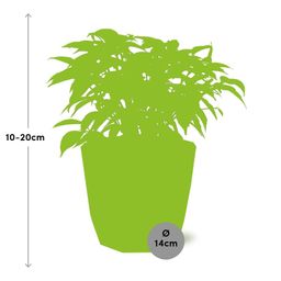 Ficus Benjamina Kinky in ELHO b.for rock 14 cm warm grey (21774)