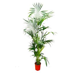 Kentia Palm - 200 cm - ø24-30cm (8721055691884)