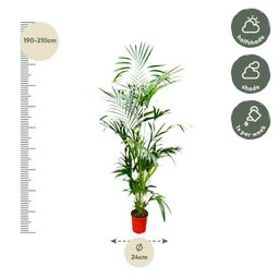 Kentia Palm - 200 cm - ø24-30cm (8721055691884)