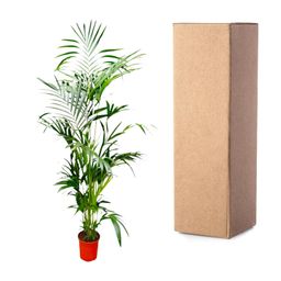 Kentia Palm - 200 cm - ø24-30cm (8721055691884)