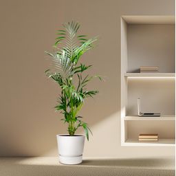 Kentia Palm - 200 cm - ø24-30cm (8721055691884)