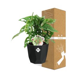 Monstera ‘Monkey Leaf’ in 14cm b.for rock living black (21656)