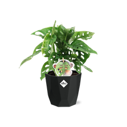 Monstera ‘Monkey Leaf’ in 14cm b.for rock living black (21656)