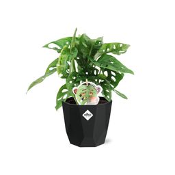 Monstera ‘Monkey Leaf’ in 14cm b.for rock living black (21656)