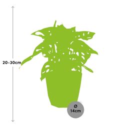 Monstera ‘Monkey Leaf’ in 14cm b.for rock living black (21656)