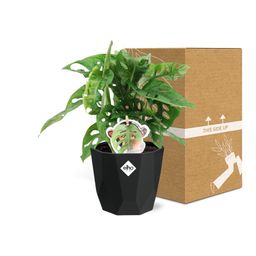 Monstera ‘Monkey Leaf’ in 14cm b.for rock living black (21656)