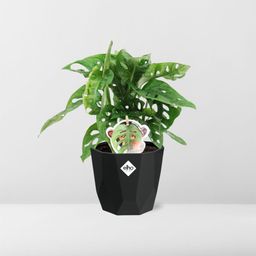 Monstera ‘Monkey Leaf’ in 14cm b.for rock living black (21656)