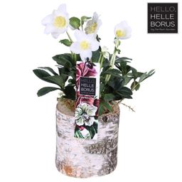 Helleborus Niger 'Christmas Carol' P12 (Wood Series) (24756)