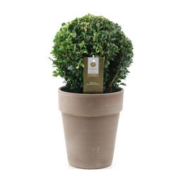 Buxus Semp. Ball Ø20cm P17 In Ceramic Taupe (24855)