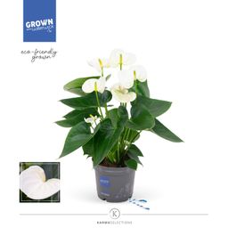Anthurium - KARMA White | 12cm (23181)