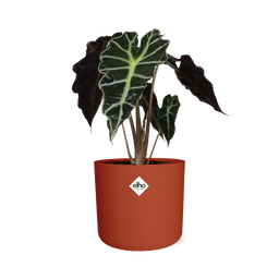 Alocasia ‘Polly’ in ELHO b.for soft rond 14cm brique (21501)