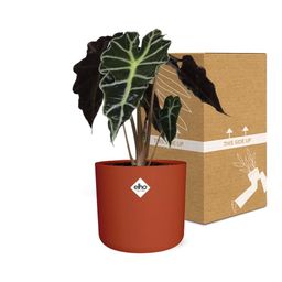 Alocasia ‘Polly’ in ELHO b.for soft rond 14cm brique (21501)